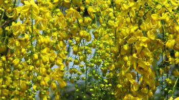 Golden Tree Amaltas