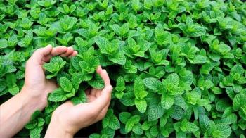 Health Benefits of Mint