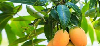 Mango The King of Fruits