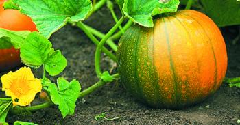 Pumpkin Pump House of Health Benefits