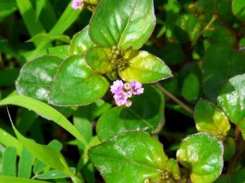 Punarnava A Rejuvenating Herb