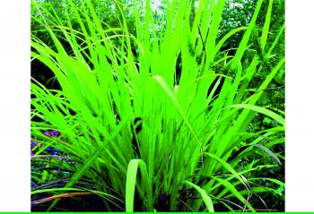 10 Health Benefits of Lemongrass