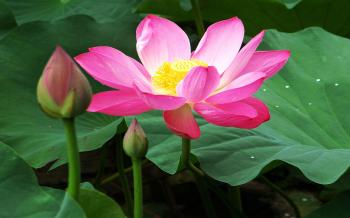 Lotus Beneficial From Tip To Toe